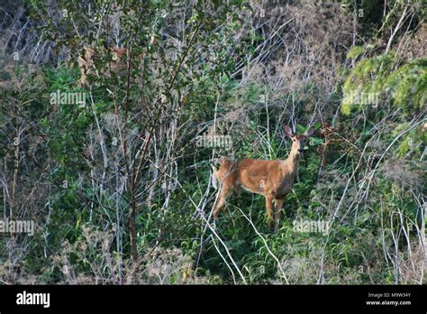 Chronic Wasting Disease. Chronic Wasting Disease Stock Photo - Alamy