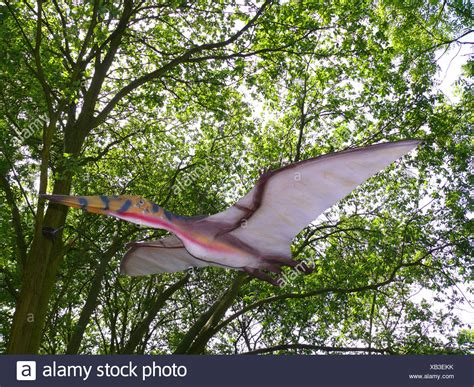 Flying Reptile Species High Resolution Stock Photography And Images Alamy