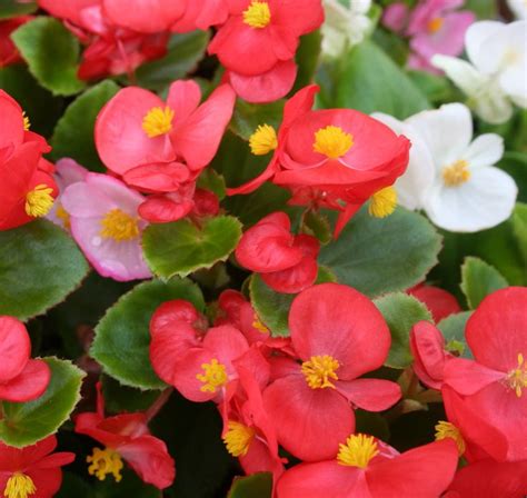 Бегония/Begonia - Однолетние в горшках - Садовый центр ЛЕТО