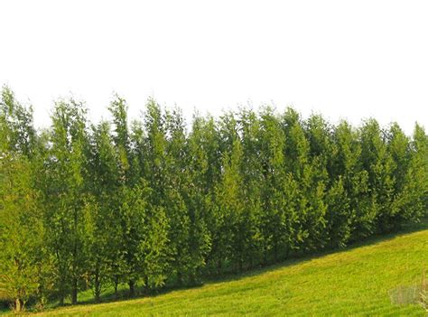 Buy Hybrid Willow Trees Austree Grows Foot St Year Fastest