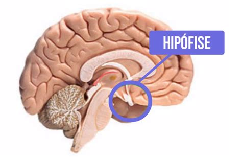 O Que Significa Hipófise - hipófise - Enfermagem Florence
