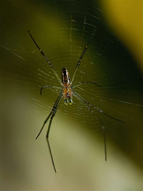 close    spider   web photo  philippines image  unsplash
