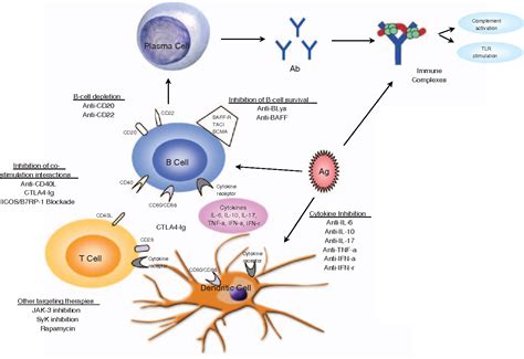 Figure From Novel Treatments For Systemic Lupus Erythematosus