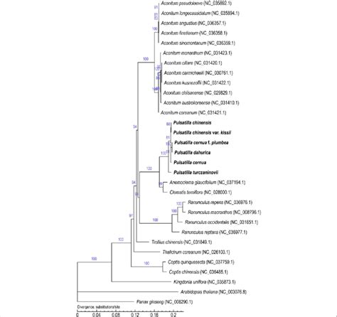 Molecular Phylogenetic Tree Of 31 Species Based On Whole Cp Genome