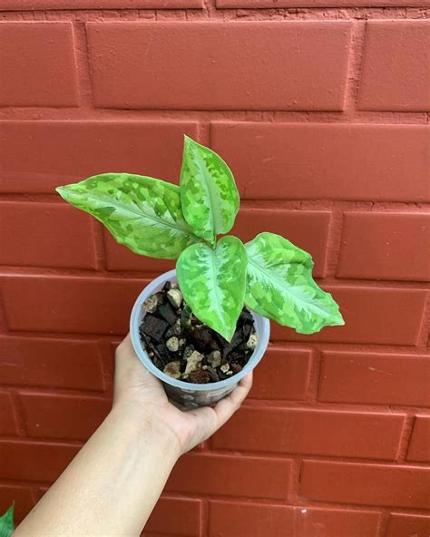 Aglaonema Pictum Tricolor Care Guide Gardeners Schools