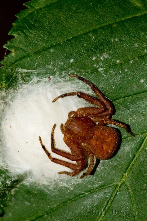 Ground Crab Spider | Spiders and Kin | Nature In Focus