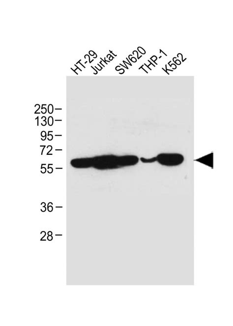 Ripk Antibody Purified Mouse Monoclonal Antibody Mab Wb E Buy