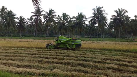 Paddy Harvesting Vakkinichallafarm Kerala Youtube