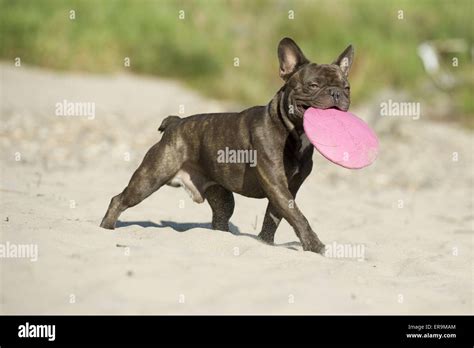 playing French Bulldog Stock Photo - Alamy