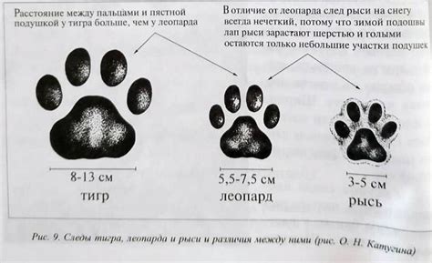 Как отличить следы тигра леопарда и рыси Пикабу