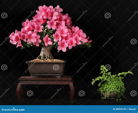 Blooming bonsai azalea stock photo. Image of japan, garden - 40834278