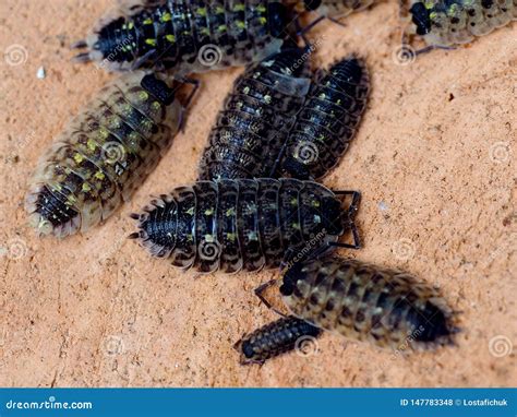 Pill Bug Armadillidiidae Royalty Free Stock Image