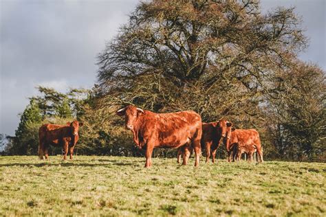 Organic Beef – Daynes Farm