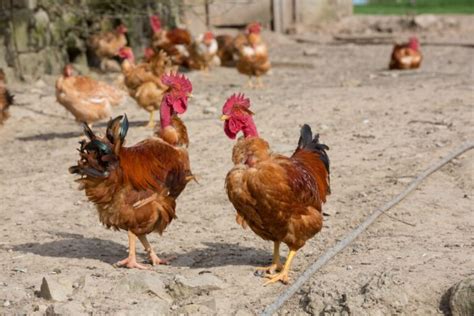 Turken Naked Neck Chicken Breed Info Where To Buy Chicken