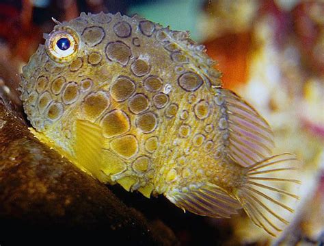 Aquarium Of The Pacific Online Learning Center Pacific Spiny Lumpsucker