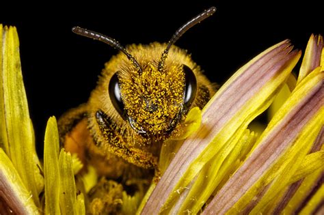 Hoogleraar over verlies biodiversiteit Alleen België en Malta nog