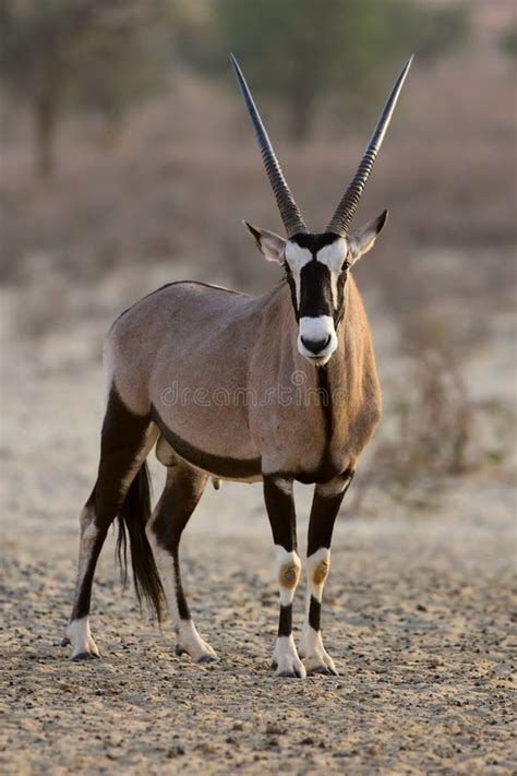 Gemsbok Antelope Kalahari Desert South Africa Stock Photo Image Of