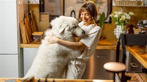 Descubra Quais S O Os Maiores Cachorros Do Mundo