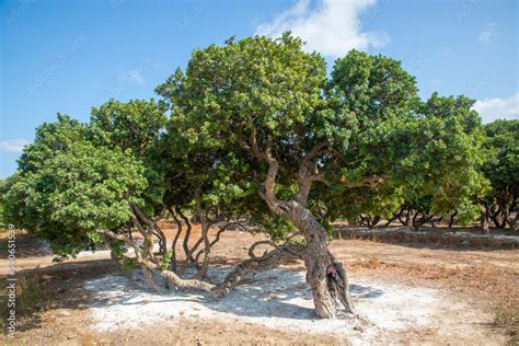 Mastic gum resin flows from the mastic tree. Chios island - Greece ...