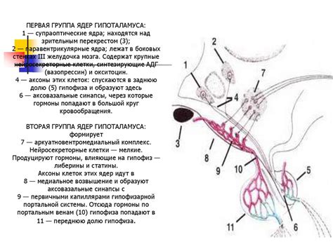 Эндокринная система человека. Гистология - презентация онлайн