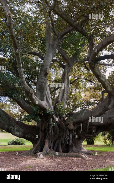 Large tree - Moreton Bay Fig Stock Photo - Alamy