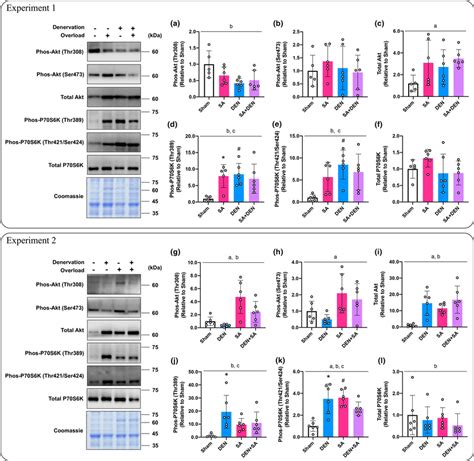 Effects Of Lateral Denervation On Overloadinduced Changes Of Akt Ac