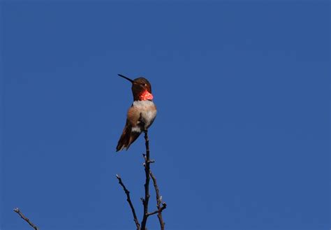 Red Throated Hummingbird Free Stock Photo - Public Domain Pictures