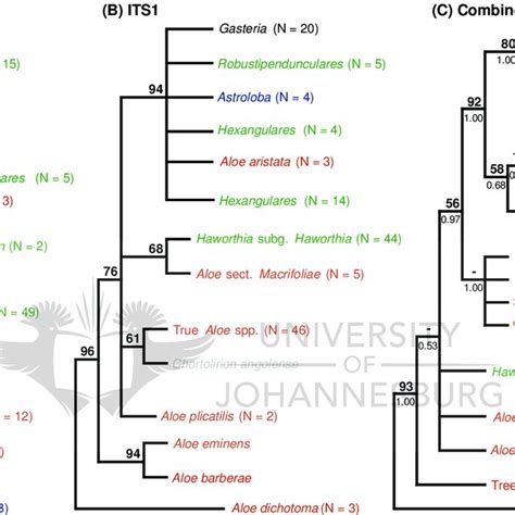 1 Simplified Tree Topologies Showing Relationships Among Alooideae Download Scientific Diagram