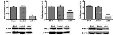 Western Blot Analysis Of Sdf Cxcr Signaling Pathway Associated