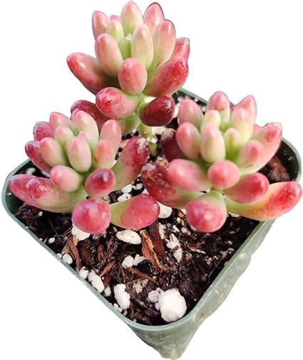 Amazon Uskc Live Succulent Plants Sedum Plants Pot