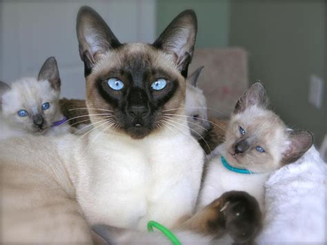 Carolina Blues Cattery Home