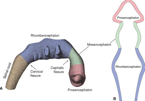 Development Of The Nervous System Neupsy Key