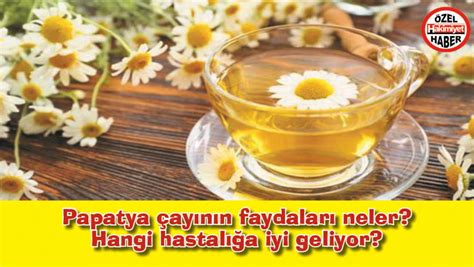 Papatya Ay N N Faydalar Neler Hangi Hastal A Iyi Geliyor