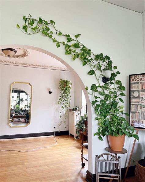 Pothos Plant Decor Plant Decor Indoor House Plants Decor Diy Plants Indoor Plants