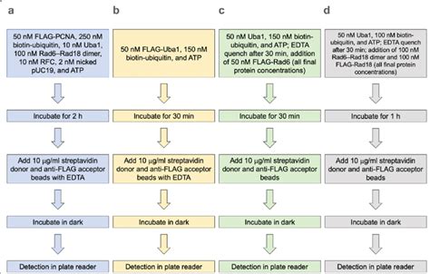 Flowchart Of Optimized Conditions For Each Alpha Assay Stepwise Download Scientific Diagram