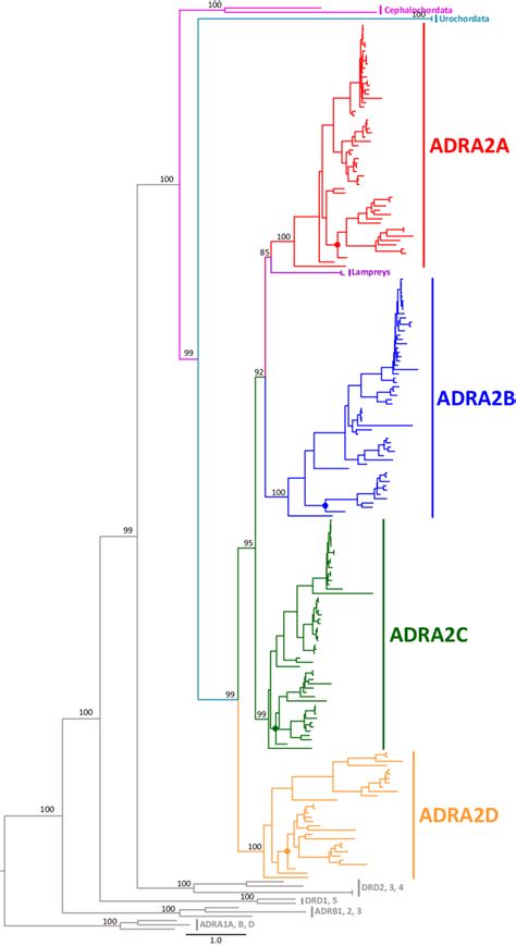 Maximum Likelihood Tree Depicting Evolutionary Relationships Among A