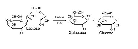 Chemical Equation For Lactase Breaking Down Lactose