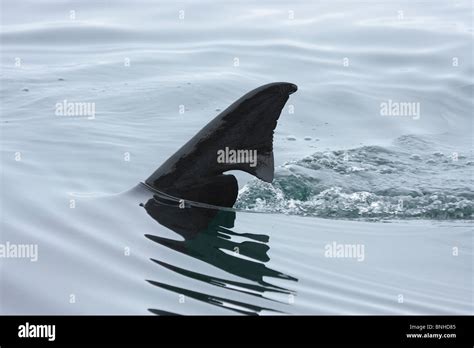 Basking Shark Fin Stock Photo - Alamy