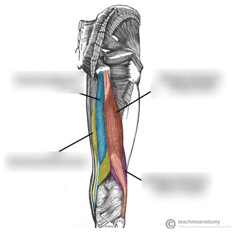 Study Set For Hamstrings It Band Deltoids And Upper Traps Diagram