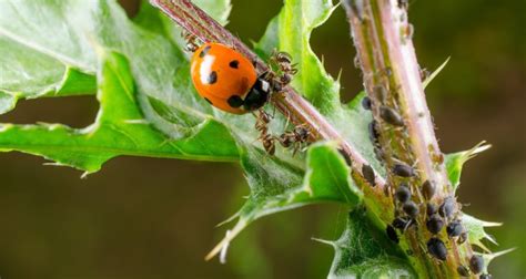 Biological Control Of Pests And Diseases WUR