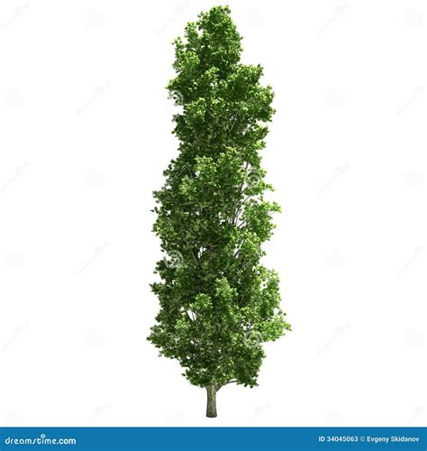 Poplar Tree Isolated Stock Illustration Illustration Of Art 34045063