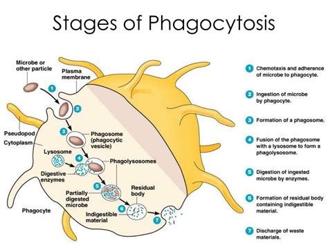 Ppt Health And Disease Powerpoint Presentation Free Download Id