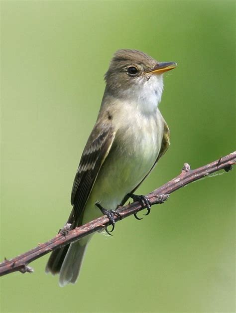 Bill Hubick Photography - Willow Flycatcher (Empidonax traillii)