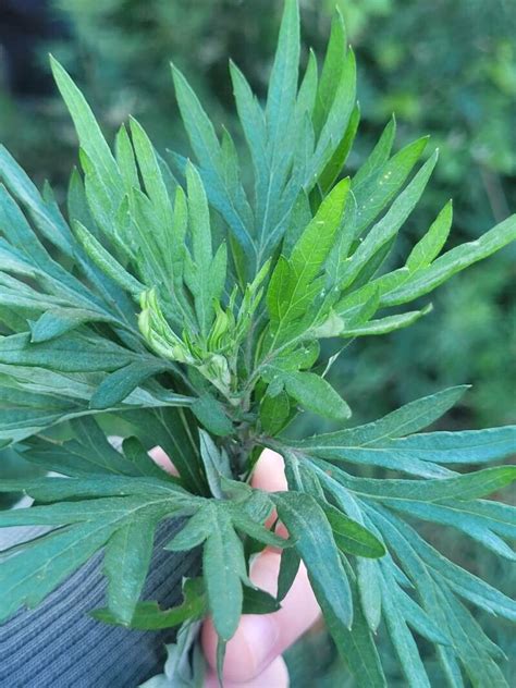 Observation Artemisia Verlotiorum Lamotte Flavia Nov 9 2023 Weeds