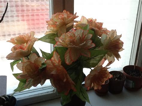 Ветки цветов в дар (Москва). Дарудар