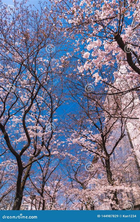 Flor De Cerezo O Sakura Hermosa En Kyoto C Ntrica Vieja Jap N Imagen