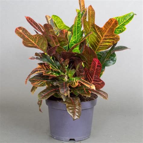 Croton Excellent L Pot Opperman Plants Ltd