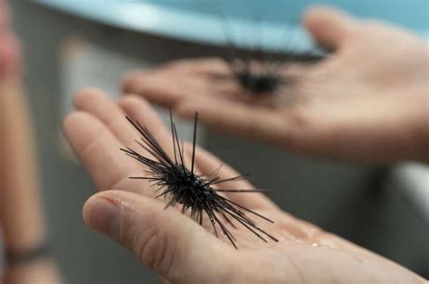 Sea urchin killer spreads to new species, region