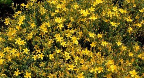 7 couvre sols persistants à avoir dans son jardin Mon Jardin ma maison