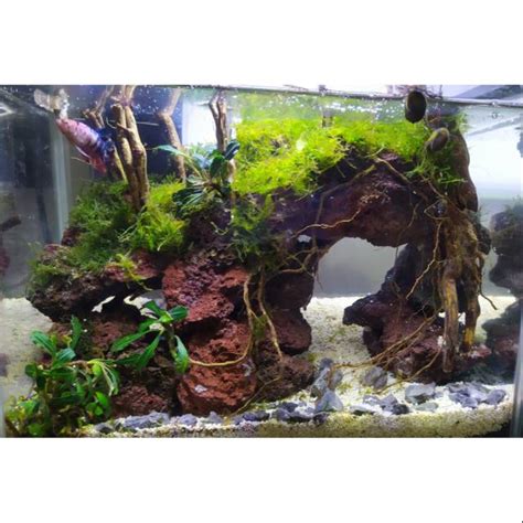 Desain Aquascape Batu Dan Kayu 58 Koleksi Gambar